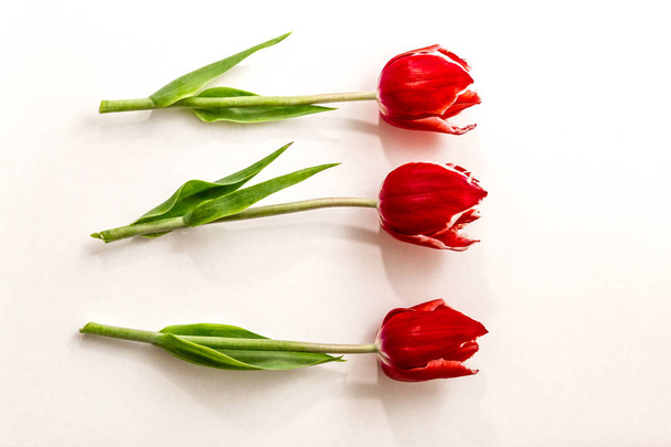 three flowers of a red tulip lie on a white background - Fotó, kép