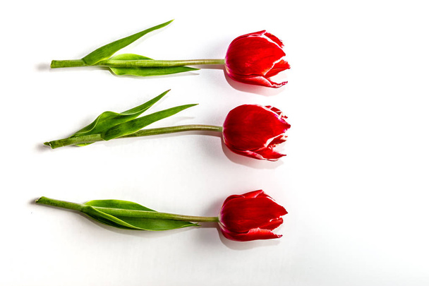 three flowers of a red tulip lie on a white background - Valokuva, kuva