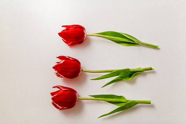 three flowers of a red tulip lie on a white background - 写真・画像