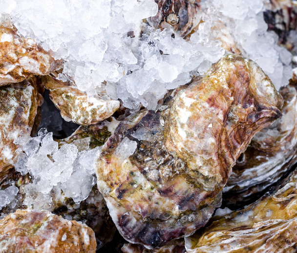 Mariscos cerca deliciosas ostras grandes frescas en una cáscara con hielo saludable fondo de mariscos
  - Foto, imagen