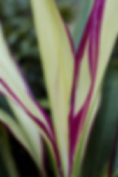 Blur Cordyline fruticosa close up, détails de la nature
. - Photo, image