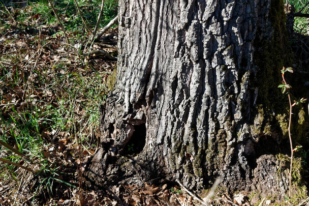Tavaszi erdő fa stump, a jó a meditáció, szem előtt tartva takarítás - Fotó, kép
