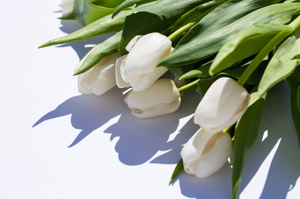 tulipanes blancos, sobre fondo blanco
 - Foto, imagen