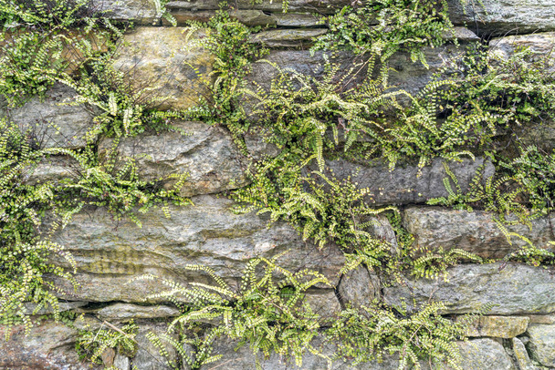 egy régi kő és moha és páfrány nő ki belőle a sziklafal vízszintes háttér - Fotó, kép