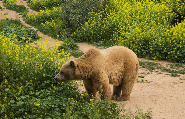 Wild brown bear in the forest.  - Photo, Image