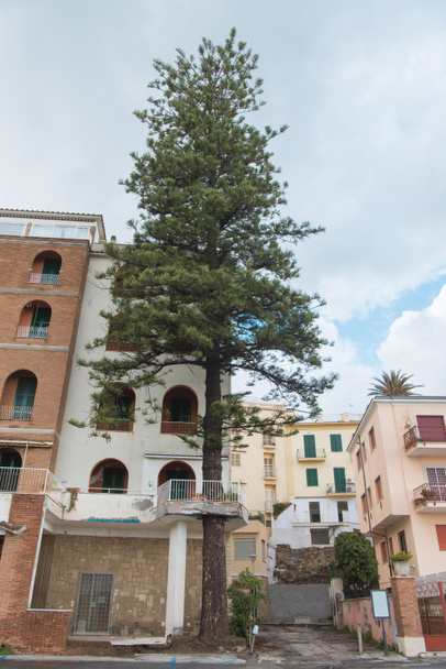 Widok z dołu sosny rosnący naprzeciwko starego budynku Europejskiego, Anzio, Włochy - Zdjęcie, obraz