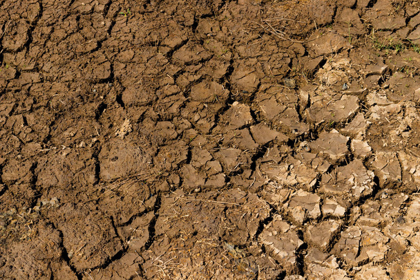 terre argileuse fissurée dans la saison sèche. - Photo, image