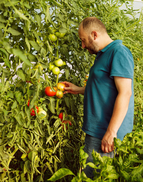 Φιλικό άνθρωπος συγκομιδή φρέσκες ντομάτες από το φαινόμενο του θερμοκηπίου - Φωτογραφία, εικόνα