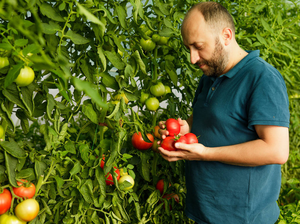 優しい男の温室から新鮮なトマトを収穫 - 写真・画像