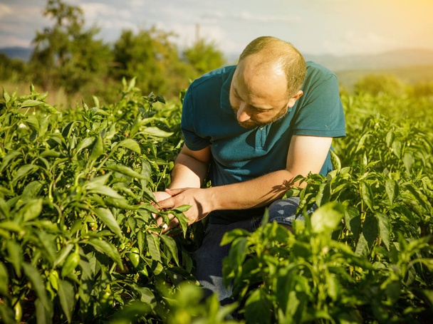 Дружелюбный фермер, выращивающий свежие овощи из сада, и
  - Фото, изображение