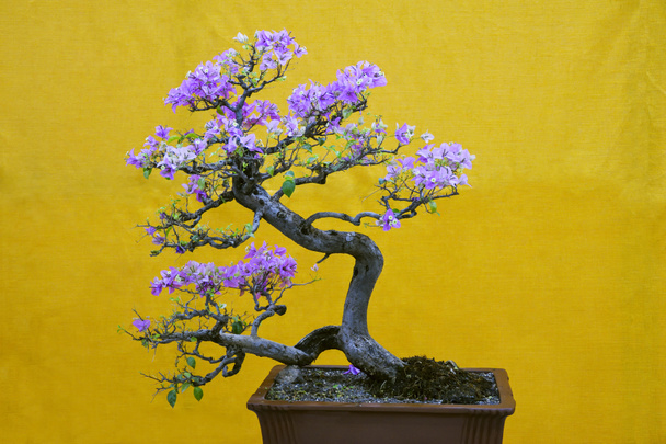 Mix-color Bougainvillea Spectabilis tree, Bonsai Exhibition Pune Shivajinagar, Pune, Maharashtra - Photo, Image