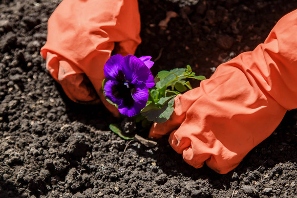 Hands in gloves plant a purple flower in the ground - 写真・画像