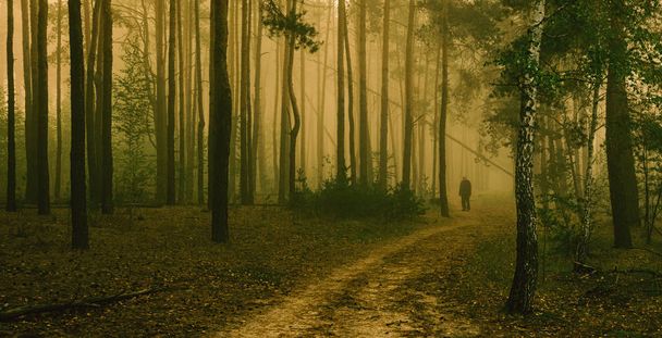 ранкова прогулянка в туманному лісі
. - Фото, зображення