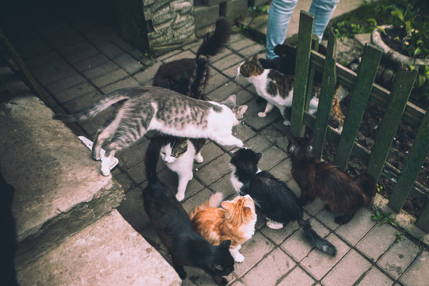 gatos caminar en el patio alrededor de la casa
 - Foto, Imagen