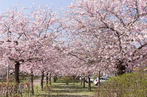 Mandlové lipové aleje v parku v jarní - Fotografie, Obrázek