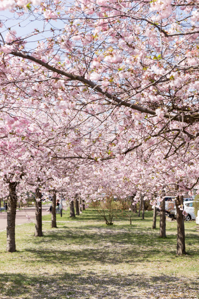 Mantelipuu kujalla puistossa keväällä
 - Valokuva, kuva