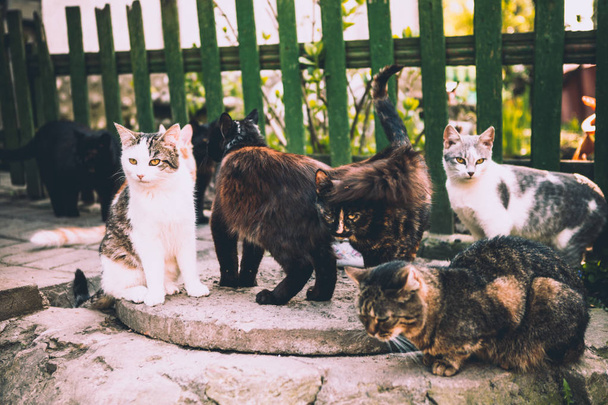 gatti di diversi colori sono seduti al portico
 - Foto, immagini