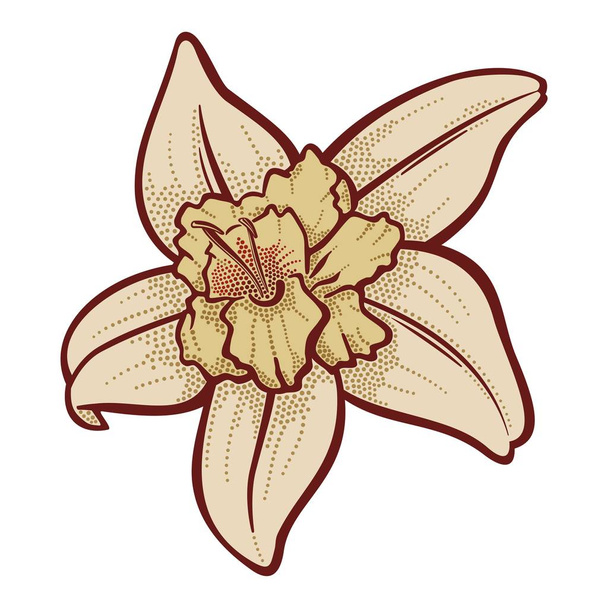 Vanilla Flower - Vector, Image