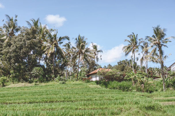 красиві мальовничий вид на будівництво, різні зелені рослини та Синє небо, Балі, Індонезія - Фото, зображення