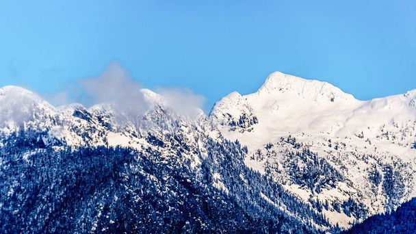 Павлины, покрытые снегом, Тингл и другие горные павлины прибрежного горного хребта видны с берега озера Питт в долине Озер в Британской Колумбии, Канада
 - Фото, изображение