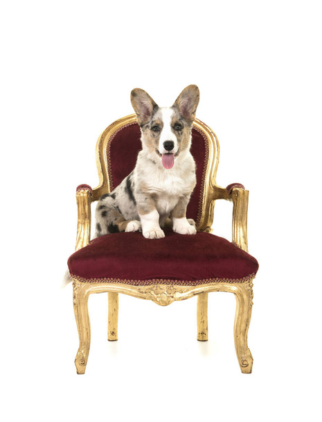 Welsh corgi pup zittend op een rode en gouden barok stoel  - Foto, afbeelding