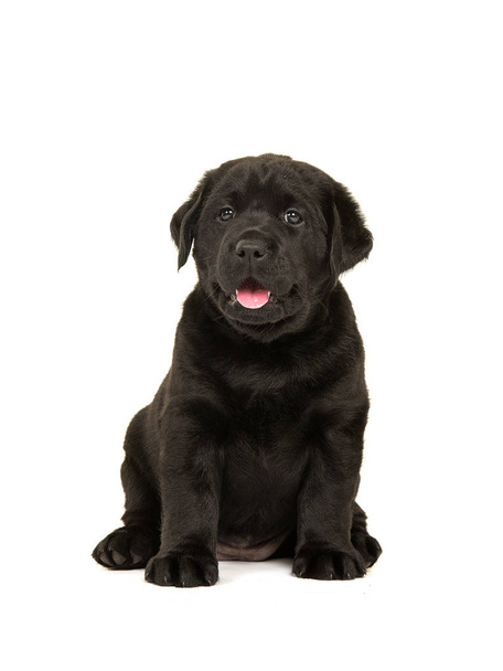 Musta labrador noutaja pentu koira istuu katsomassa kameraa
 - Valokuva, kuva