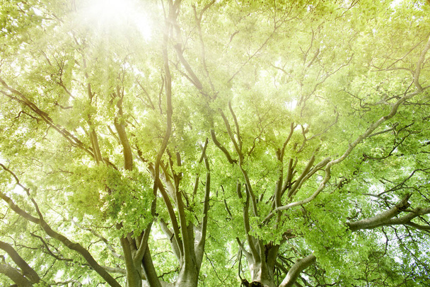 vista de ángulo alto a la copa de árbol con textura con rayos de sol
 - Foto, Imagen