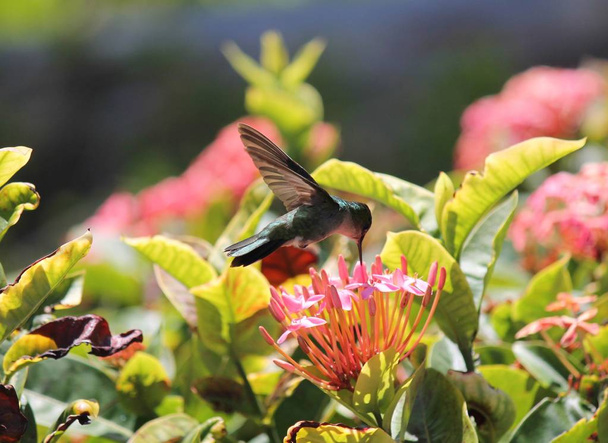 beija-flor esmeralda no Caribe alimentando-se de néctar de estoque de flores, foto, fotografia, imagem, quadro
, - Foto, Imagem