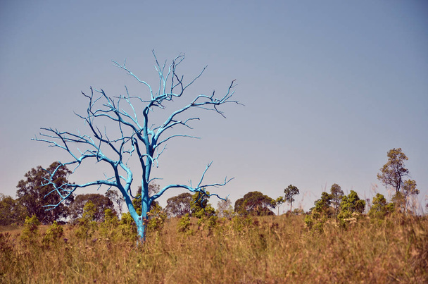 Пофарбовані синій мертвих гумки дерево в трав'янистих області, Австралійський ботанічного саду, Гора Аннан, Nsw, Об'єднані Арабські Емірати - Фото, зображення