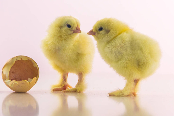 Twee kleine gele bekkens kijken elkaar in de buurt van de "eggshell". - Foto, afbeelding