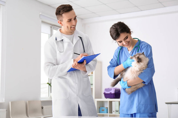 Young veterinarians examining cat in clinic - Foto, Imagen