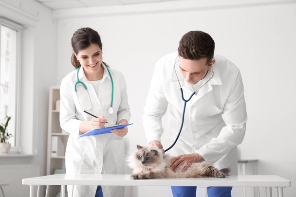 Young veterinarians examining cat in clinic - Fotoğraf, Görsel