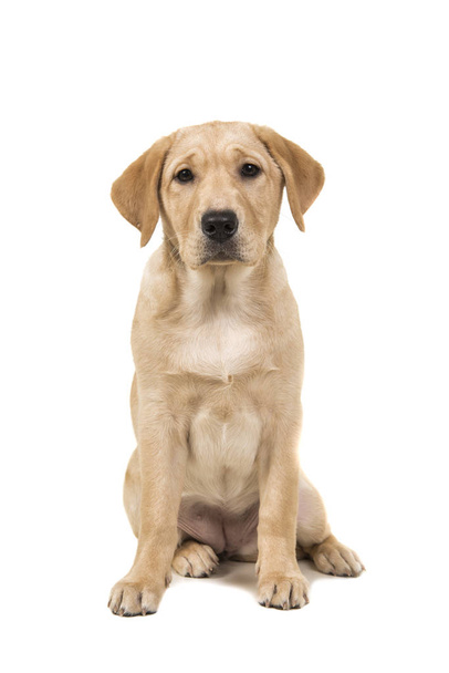 Pretty young labrador retreiver dog sitting looking at the camera - Photo, Image