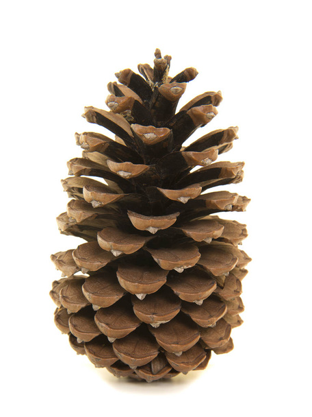 Grande pinecone único
 - Foto, Imagem