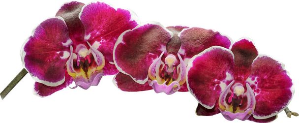Beautiful branch of pink orchids isolated on a white background - Vector, Image
