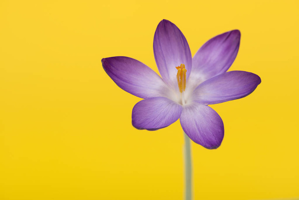 Квітуча фіолетова квітка крупи на жовтому тлі
 - Фото, зображення