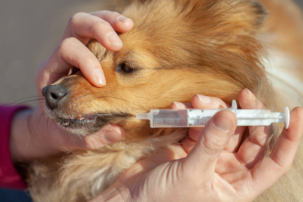 Sheltie pes bere léky s plastovou stříkačkou - Fotografie, Obrázek