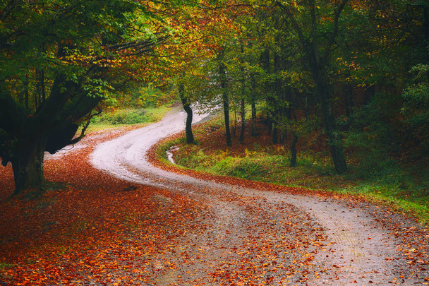 Road in the autumnal forest - Foto, Imagen