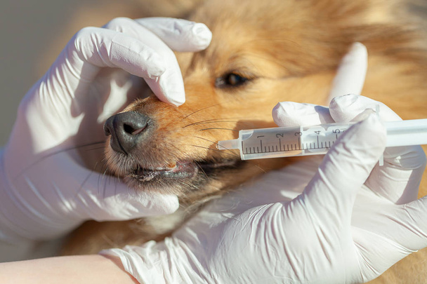 een shetland sheepdog hond neemt zijn geneeskunde met een plastic injectiespuit - Foto, afbeelding