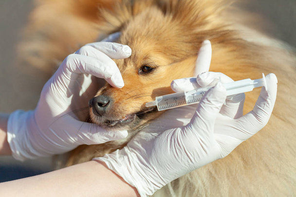 a shetland sheepdog dog takes his medicine with a plastic syringe - Foto, Imagen