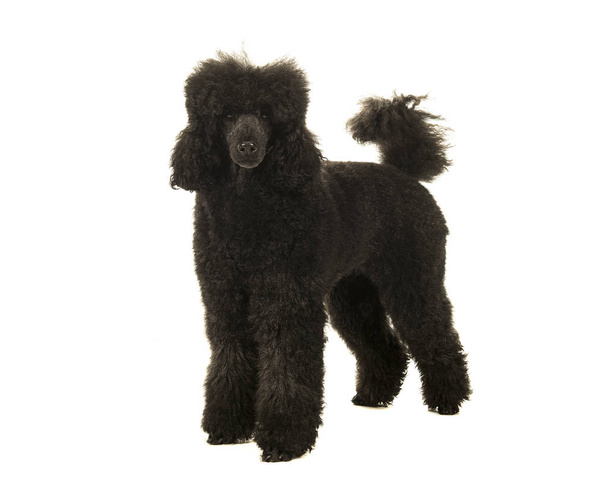 Adult black and grey king poodle standing isolated on a white background - Photo, Image