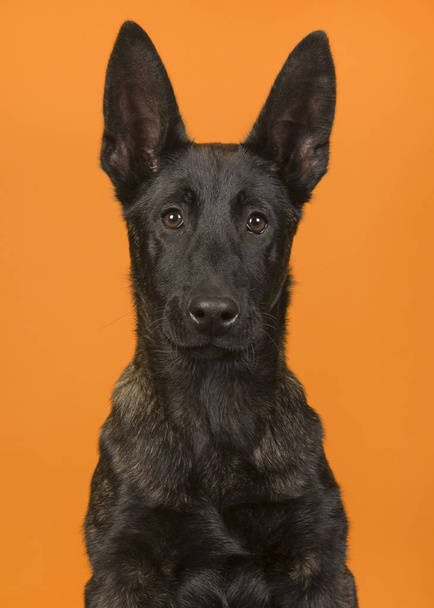 Portrait of a pretty young dutch shepherd looking at the camera on an orange background - Foto, Imagem