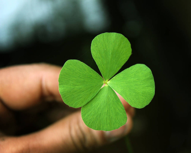 four leaf clover in hand .good luck leaf - Photo, Image