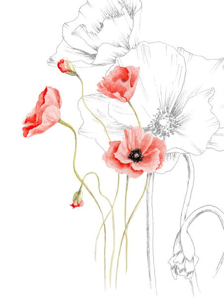 watercolor drawing of a poppy, graphics and color, processed in the program - Photo, Image
