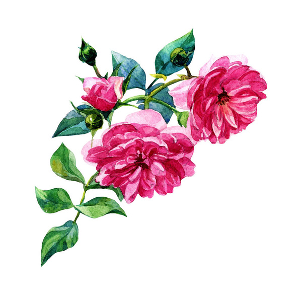 Blooming shrub roses painted in watercolor. Botanical illustration isolated on white background. - Photo, Image