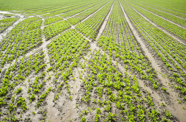 sillons de plantation d'épinards avec tracteur pistes
 - Photo, image