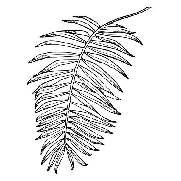 Tropical palm leaves. Vector illustration. Engraved jungle leaves. - Wektor, obraz