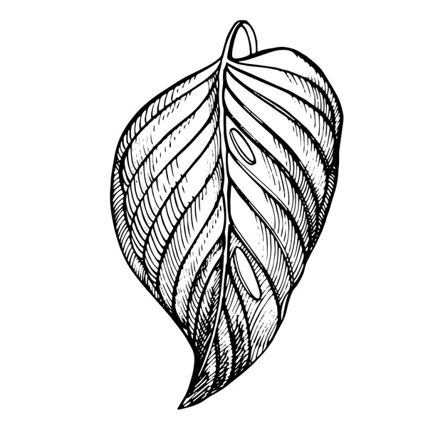 Tropical palm leaves. Vector illustration. Engraved jungle leaves. - Vektor, obrázek