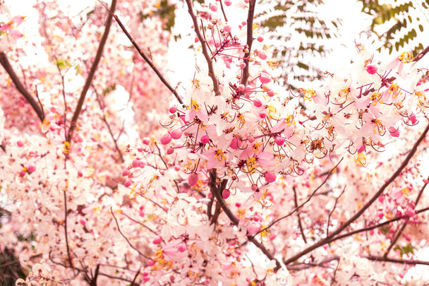 白い空、桜の花のピンクの花が咲く - 写真・画像