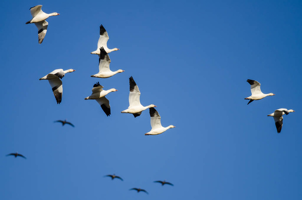Flock of Snow Geese Flying in a Blue Sky - Photo, Image